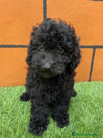 Cavapoo perros - Anuncio 1