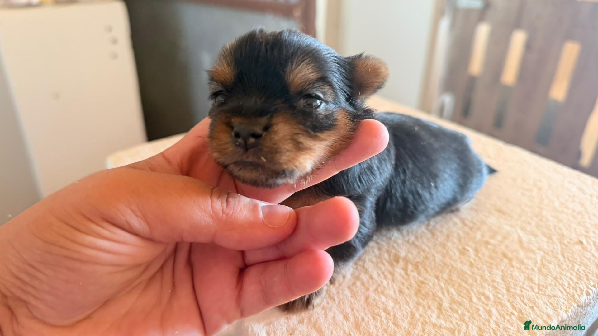 Yorkshire Terrier perros Yorkshire terrier - Anuncio 3