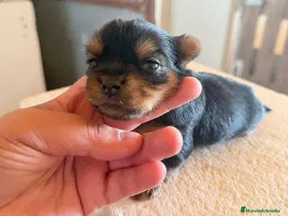 Yorkshire Terrier perros Yorkshire terrier - Anuncio 1
