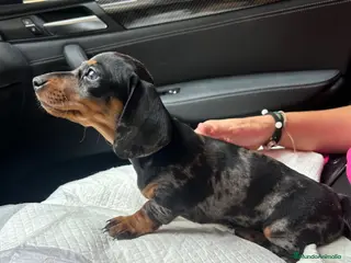 Teckel Miniatura perros teckel arlequin - Anuncio 3