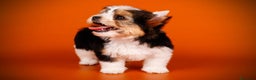 Biewer Yorkshire Terrier a la Pom Pon perros en venta: Yorkshire biewer cachorro  en Ciudad Real - Anuncio 2