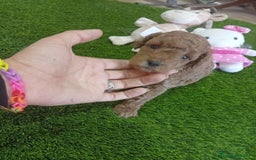 Caniche Enano perros en venta: PRECIOSA PAREJA DE CANICHE ENANO  - Imagen 3