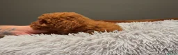 Caniche Toy perros en venta: CANICHE TOY ROJO - Anuncio 3