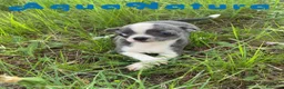 Chihuahua perros en venta: Chihuahua Hembra de Pam y Choco 4142 AQUANATURA - Anuncio 5