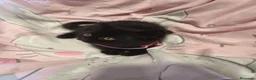 Británico de Pelo Corto gatos en venta: British shorthair  - Anuncio 5