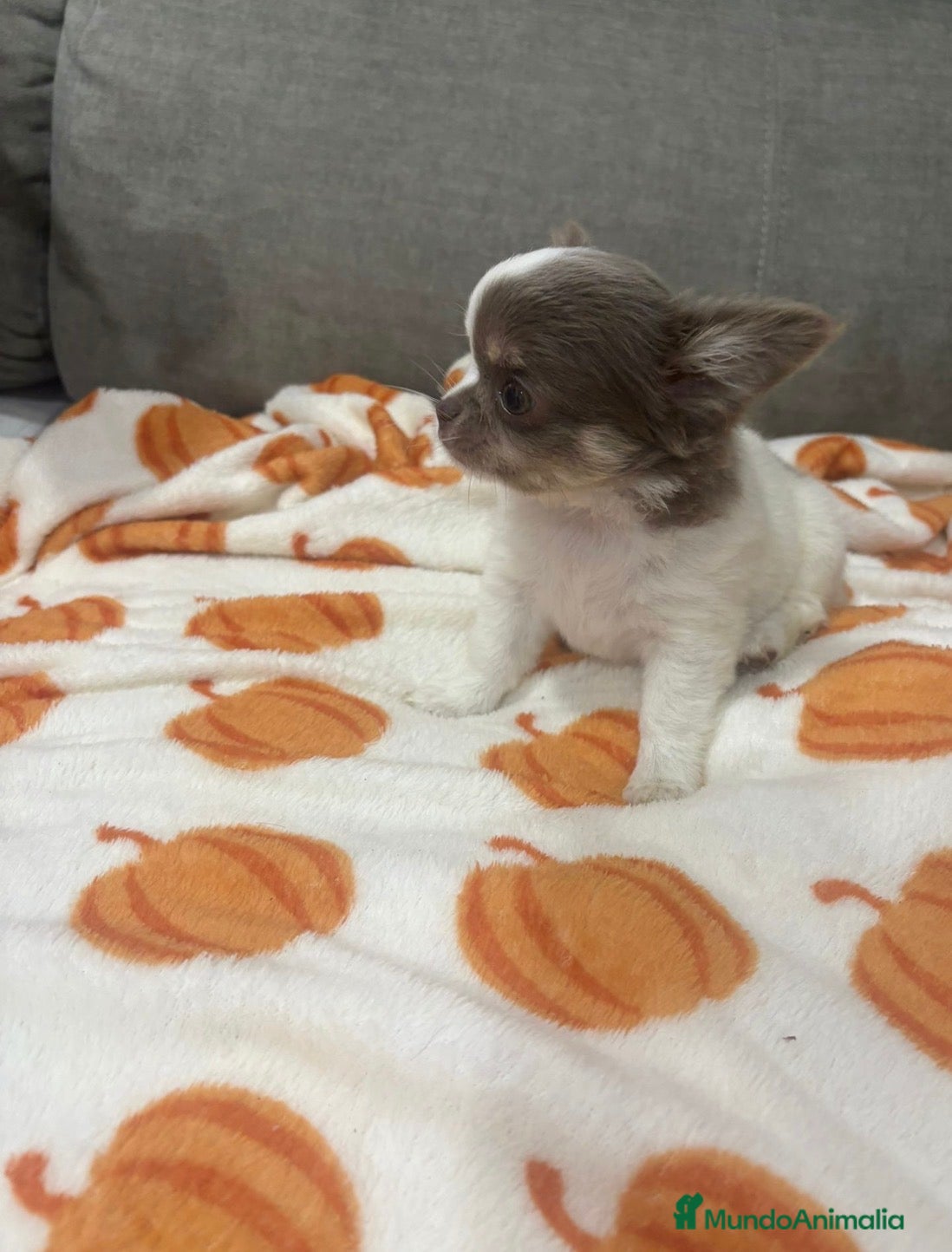 Chihuahua perros IMPRESIONANTES CHIHUAHUAS PELO LARGO - Anuncio 1