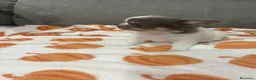 Chihuahua perros en venta: IMPRESIONANTES CHIHUAHUAS PELO LARGO en Alicante - Anuncio 1