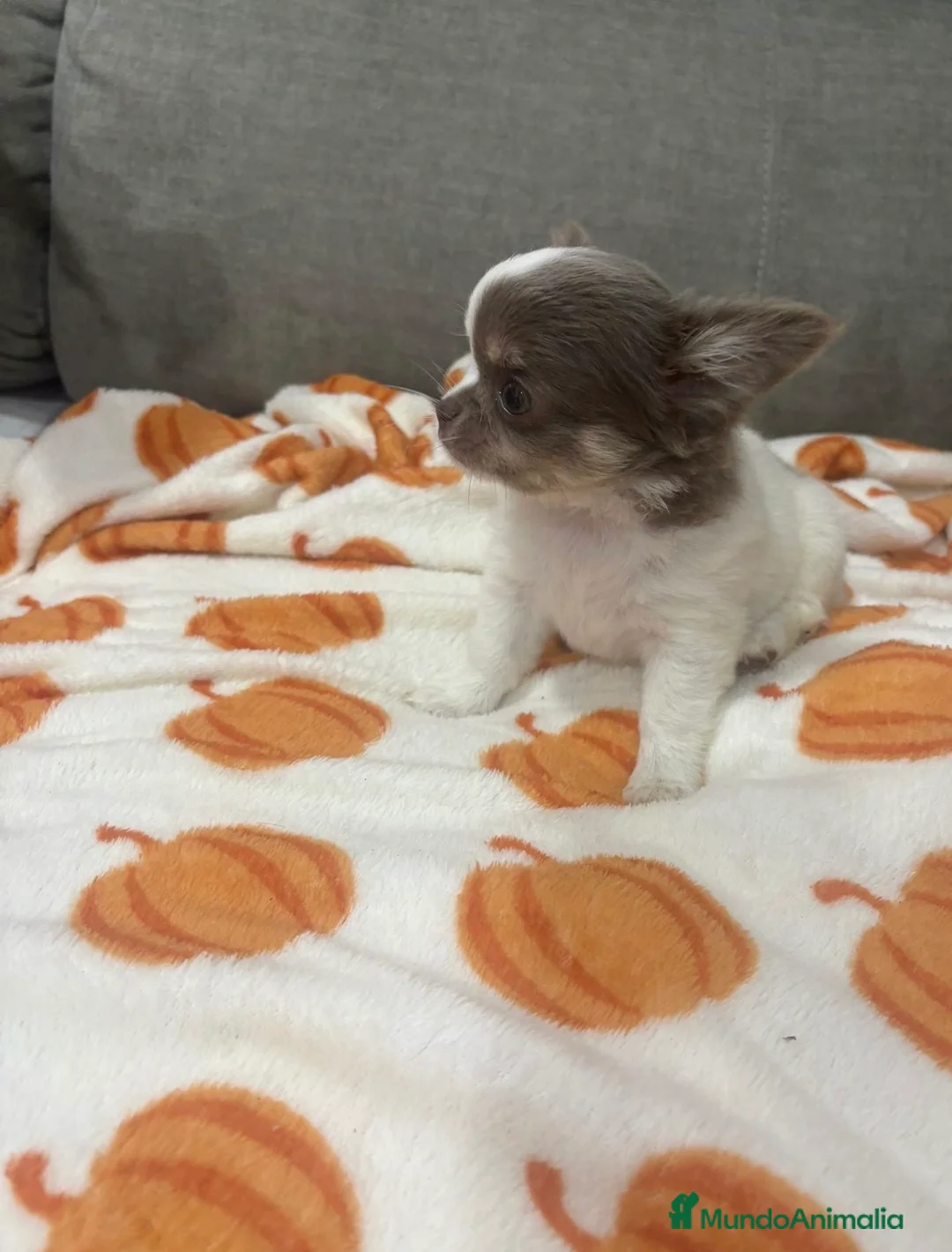 Chihuahua perros en venta: IMPRESIONANTES CHIHUAHUAS PELO LARGO en Alicante - Anuncio 1