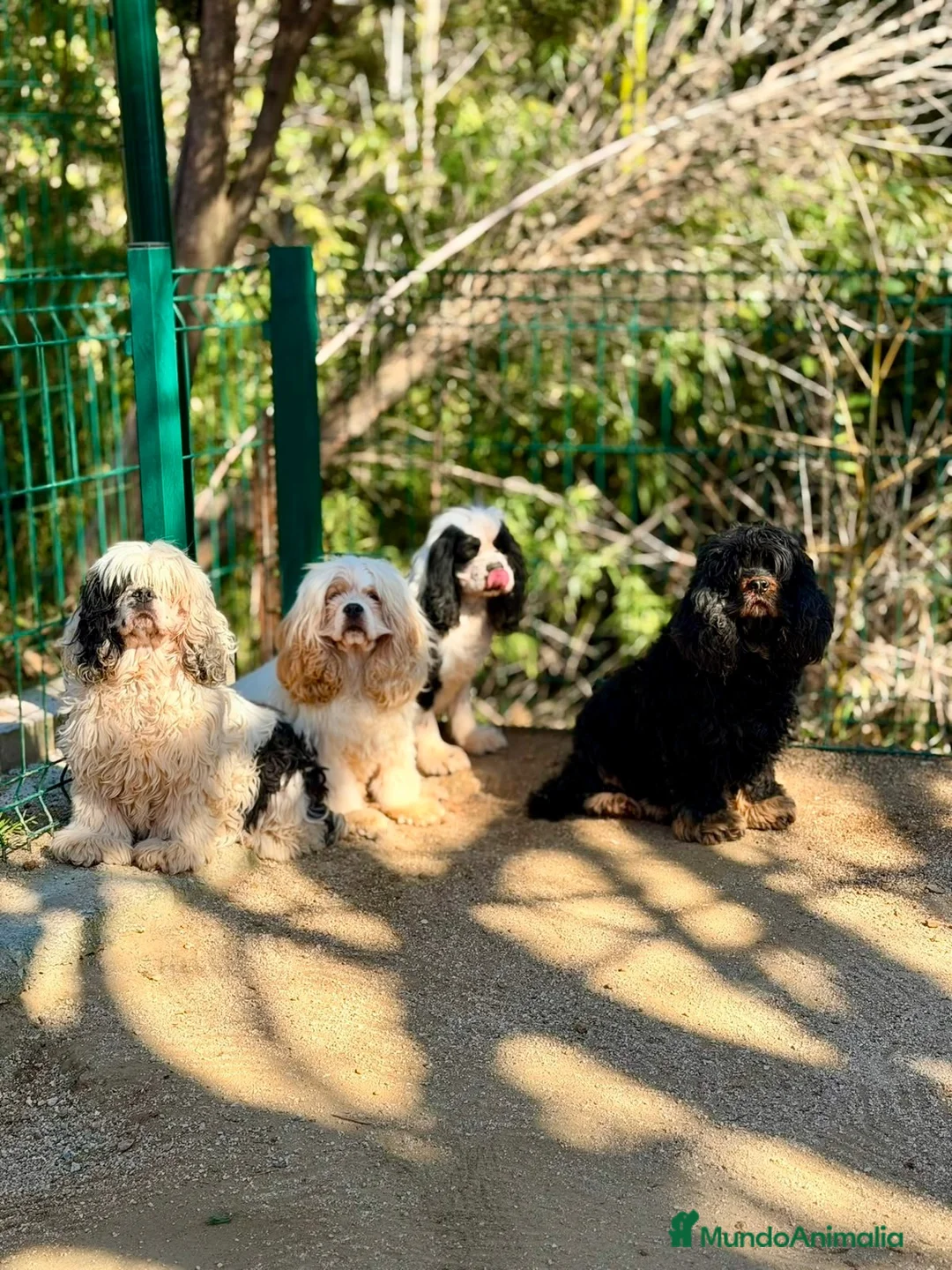 Cocker Spaniel Americano perros en venta: COCKER SPANIEL AMERICANO BLACK&TAN - Anuncio 2