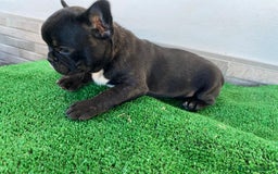 Bulldog Francés perros en venta: Bulldog francés  - Imagen 8