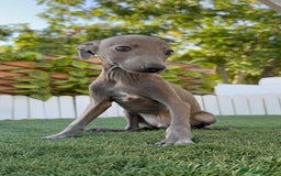 Pequeño Lebrel Italiano perros en venta: PICCOLO BLUE - Imagen 8