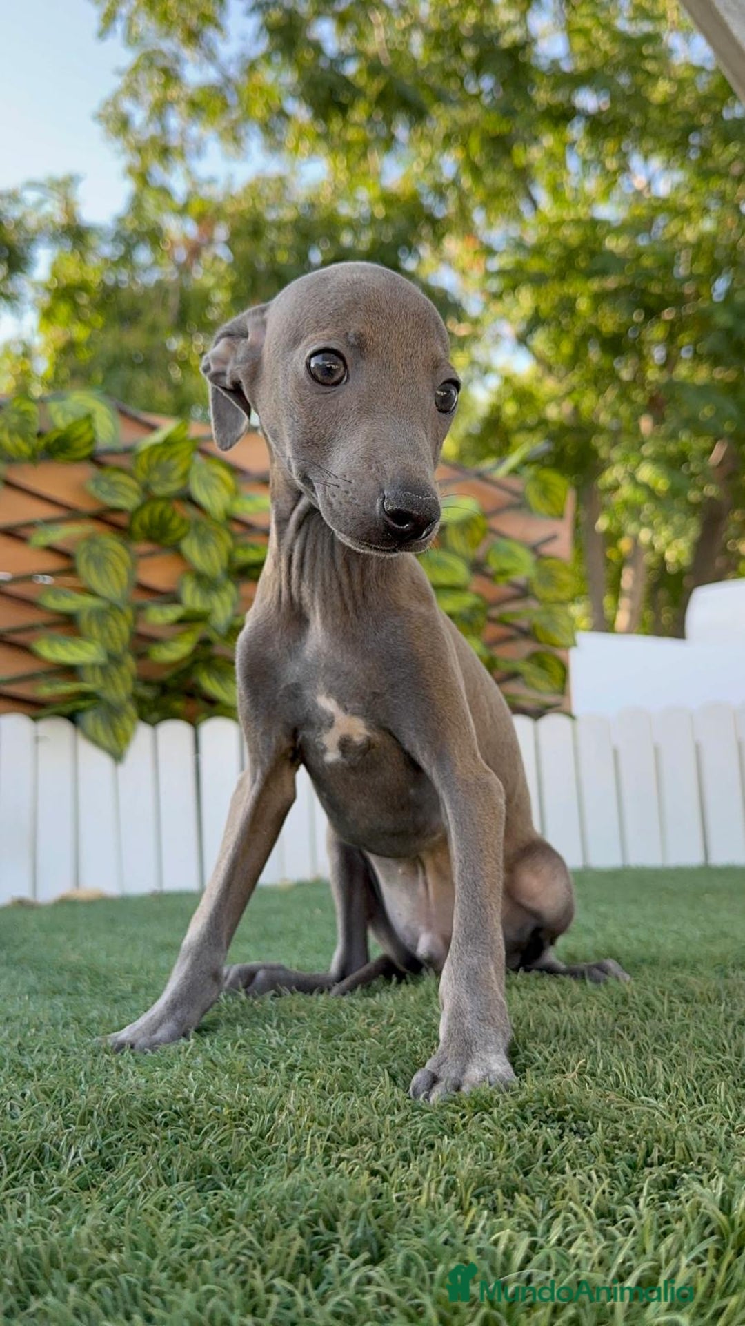 Pequeño Lebrel Italiano perros en venta: PICCOLO BLUE - Imagen 8