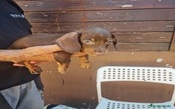 Teckel perros en venta: Teckel mini - Imagen 4