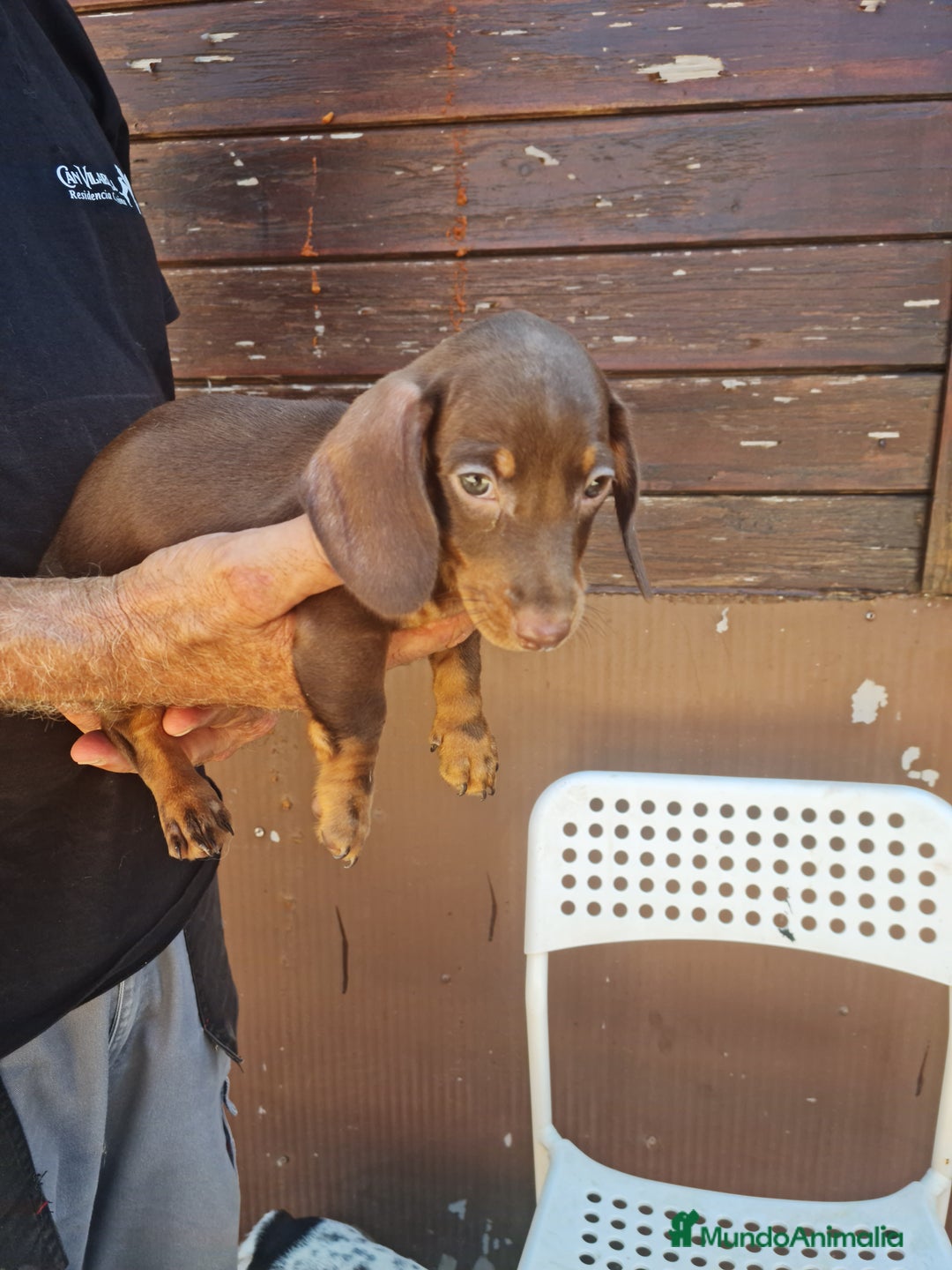 Teckel perros en venta: Teckel mini - Imagen 4