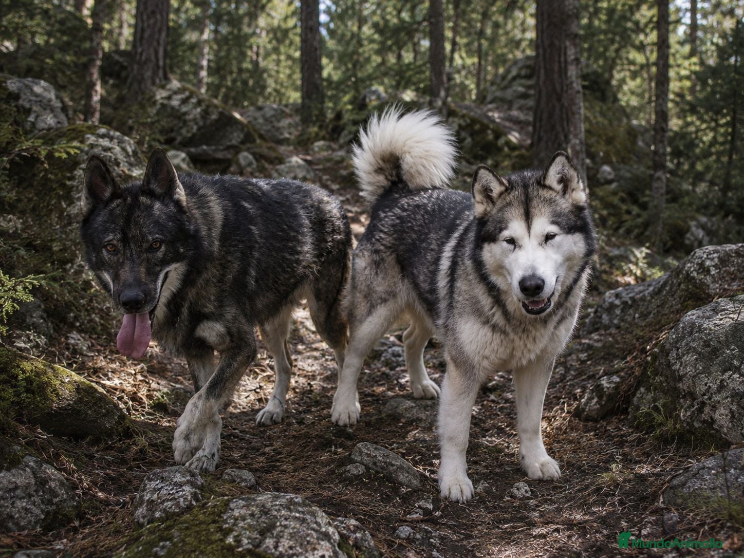 Perro Lobo Checoslovaco perros Perro lobo/wolfdog  - Anuncio 1