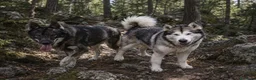 Perro Lobo Checoslovaco perros en venta: Perro lobo/wolfdog  - Anuncio 1