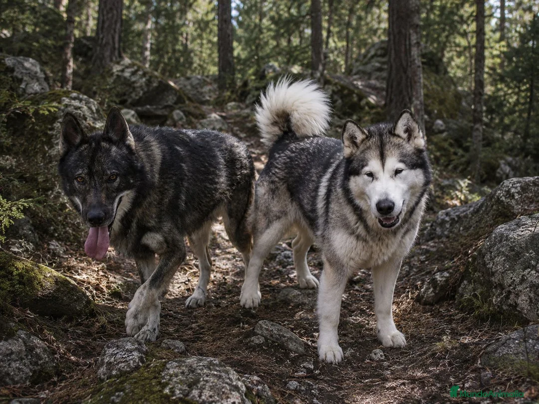 Perro Lobo Checoslovaco perros en venta: Perro lobo/wolfdog  - Anuncio 1