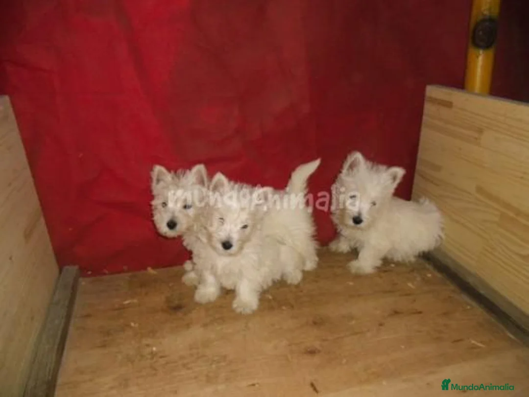 Imagen de galería {{count}}