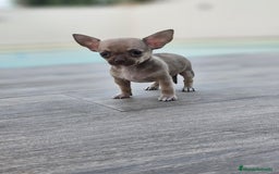 Chihuahua perros en venta: CHIHUAHUA MACHO - Imagen 4