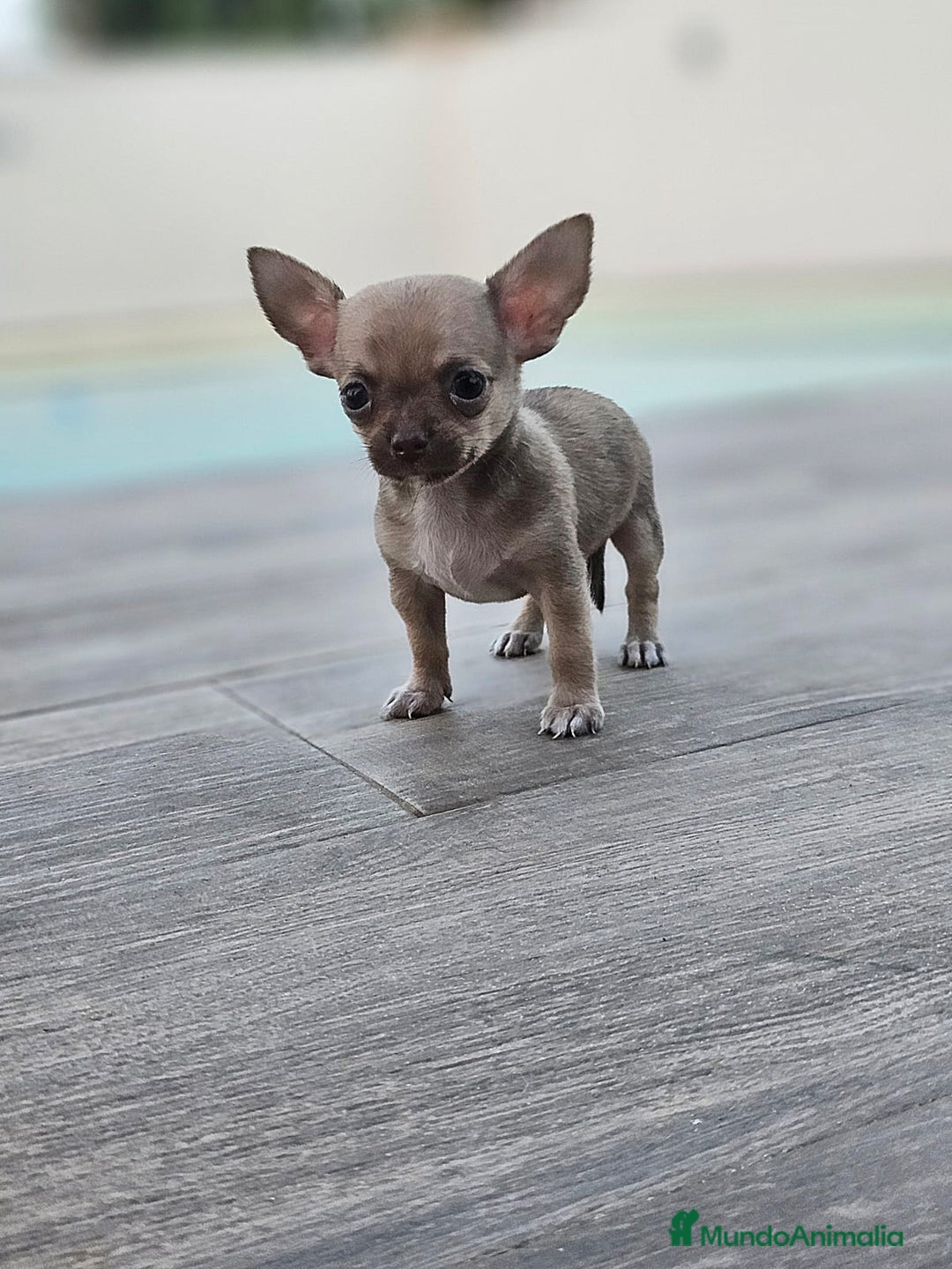 Chihuahua perros en venta: CHIHUAHUA MACHO - Imagen 4
