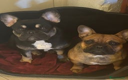 Bulldog Francés perros en venta: Bulldog francés  - Imagen 1