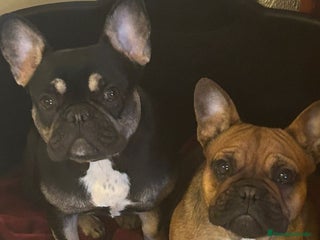 Bulldog Francés perros - Anuncio 11