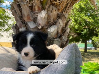 Border Collie perros - Anuncio 12