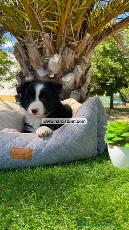 Border Collie perros - Anuncio 12