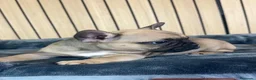 Bulldog Francés perros en venta: Bulldog francés marron - Anuncio 2