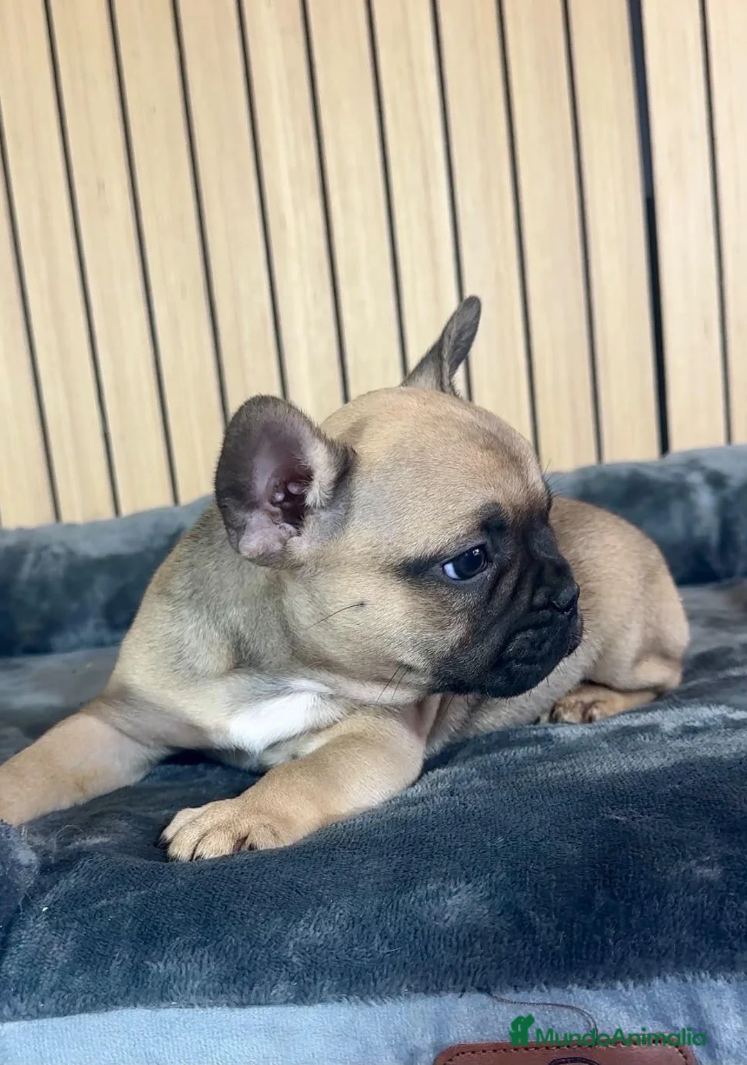 Bulldog Francés perros en venta: Bulldog francés marron - Anuncio 2