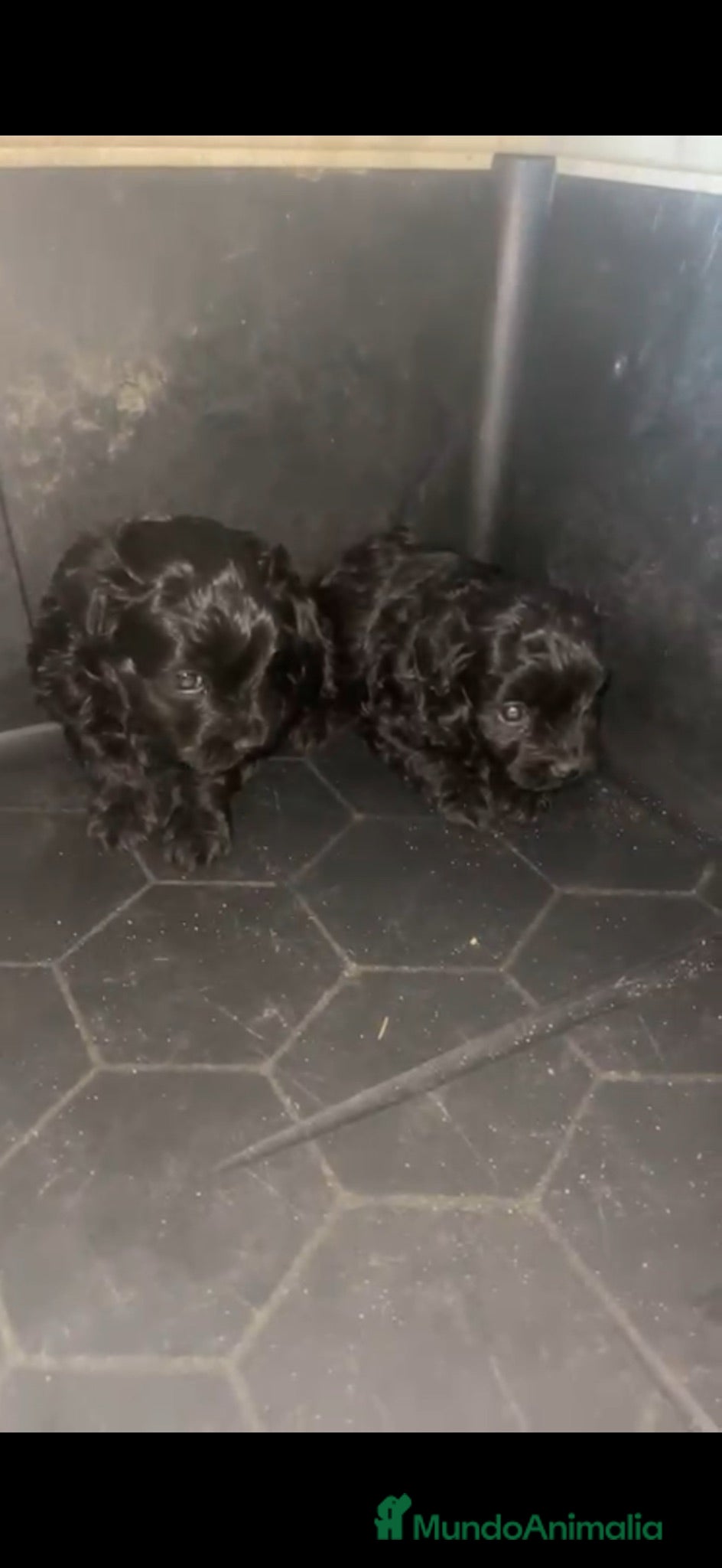 Caniche Toy perros Caniches negros disponibles 🐶🐾🔥 - Anuncio 1