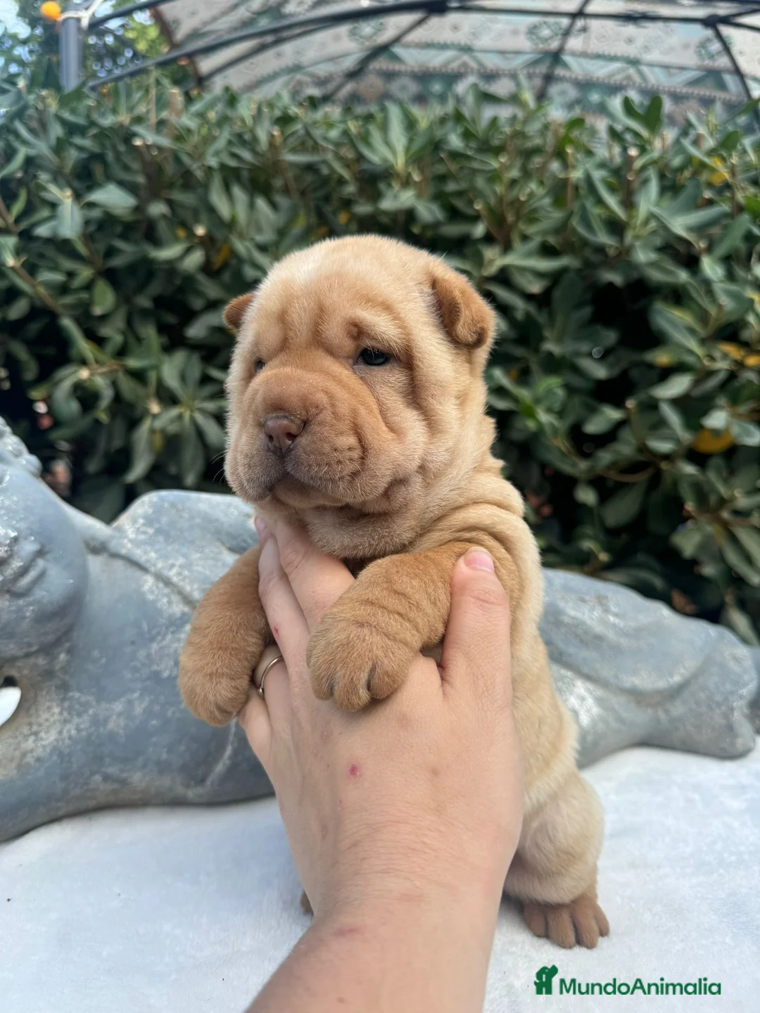 Shar Pei perros en venta: BEBES SHAR PEI  en Málaga - Anuncio 2