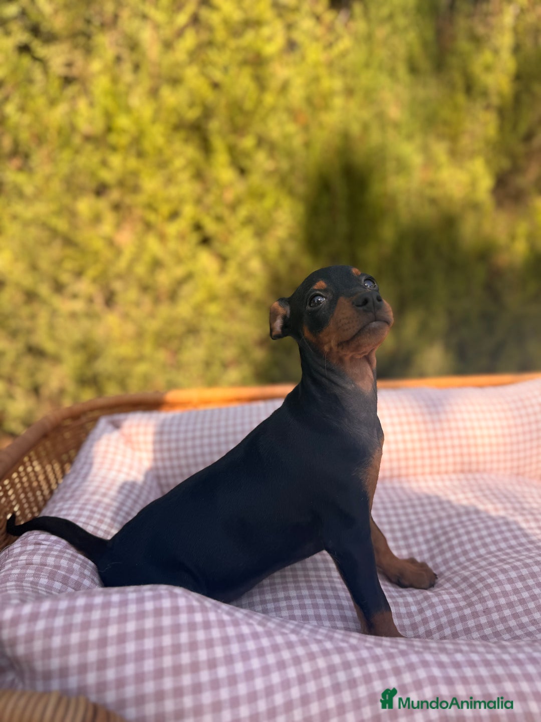 Pinscher Miniatura perros en venta: Cachorros Pinscher negro y fuego disponibles - Imagen 2