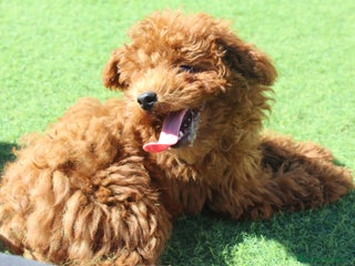 Caniche Toy perros en Murcia - Anuncio 4