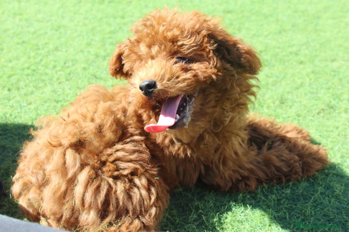 Caniche Toy perros en Murcia - Anuncio 6