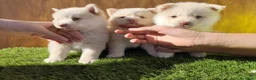 Pomsky perros en venta: Pomsky  - Anuncio 2