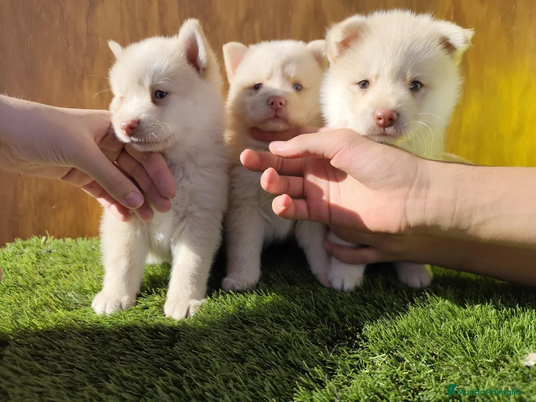Pomsky perros en venta: Pomsky  - Anuncio 2