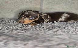 Teckel Miniatura perros en venta: Teckel arlequin chocolate - Imagen 2