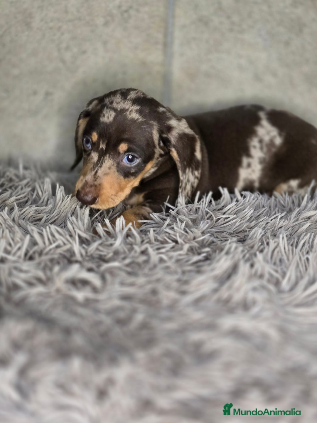 Teckel Miniatura perros en venta: Teckel arlequin chocolate - Imagen 2