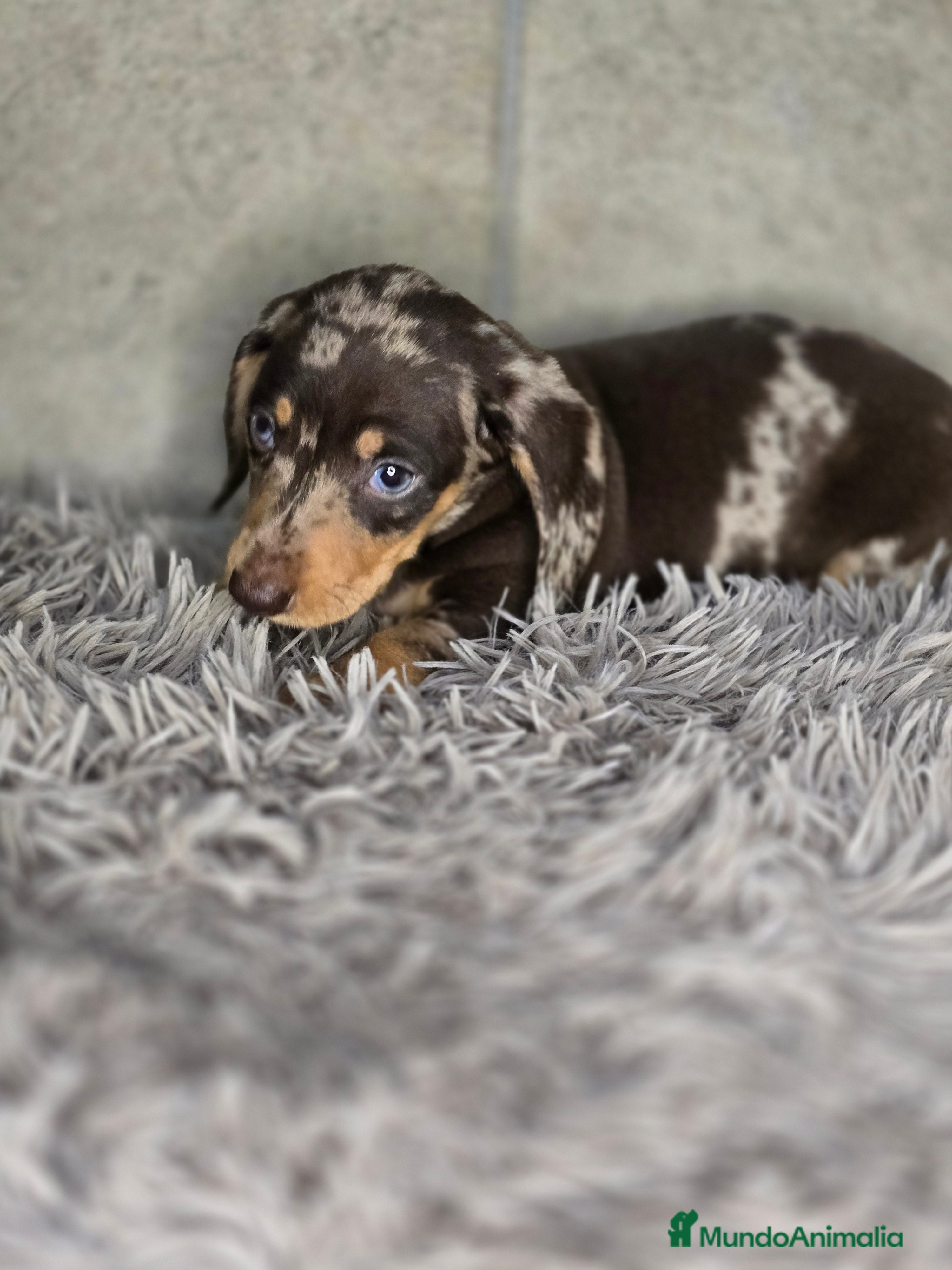 Teckel Miniatura perros en venta: Teckel arlequin chocolate - Anuncio 2