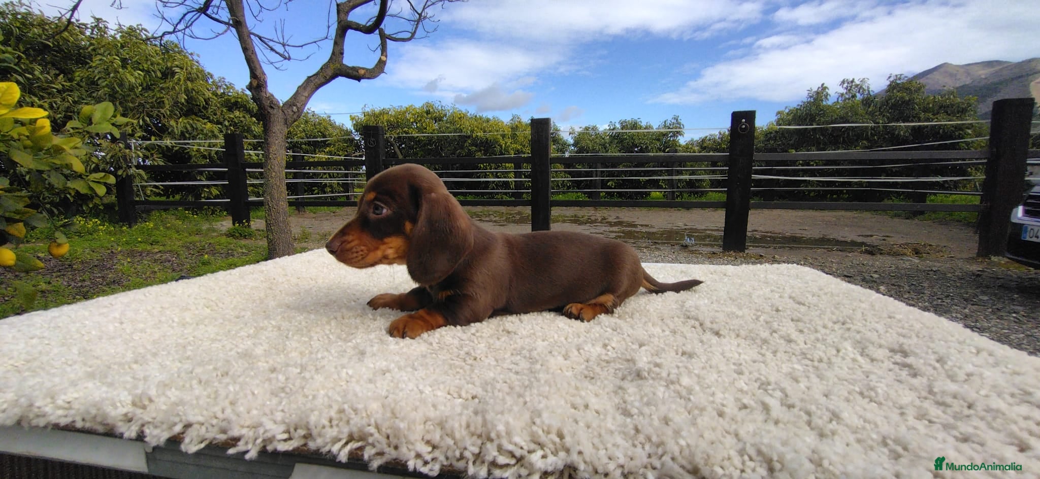 Teckel Miniatura perros Macho chocolate de teckel Kaninchen  - Anuncio 2