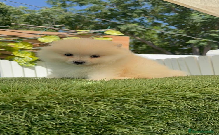 Pomerania perros - Propaganda 3