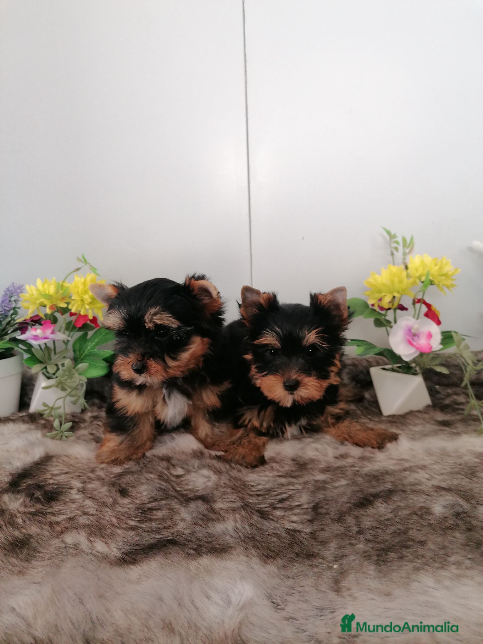 Yorkshire Terrier perros Preciosa camada de yorshire toy - Anuncio 2