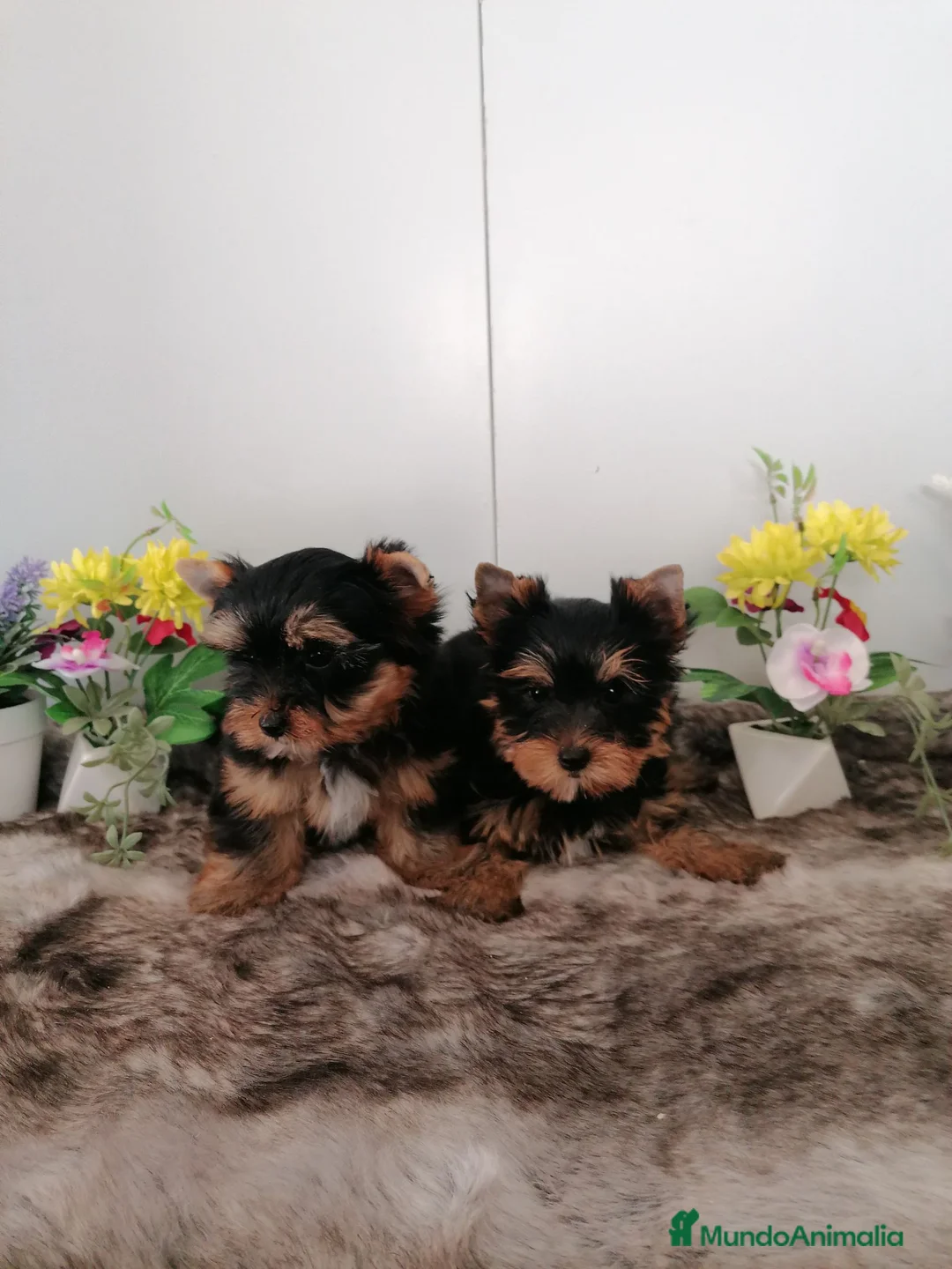 Yorkshire Terrier perros en venta: Preciosa camada de yorshire toy - Anuncio 2