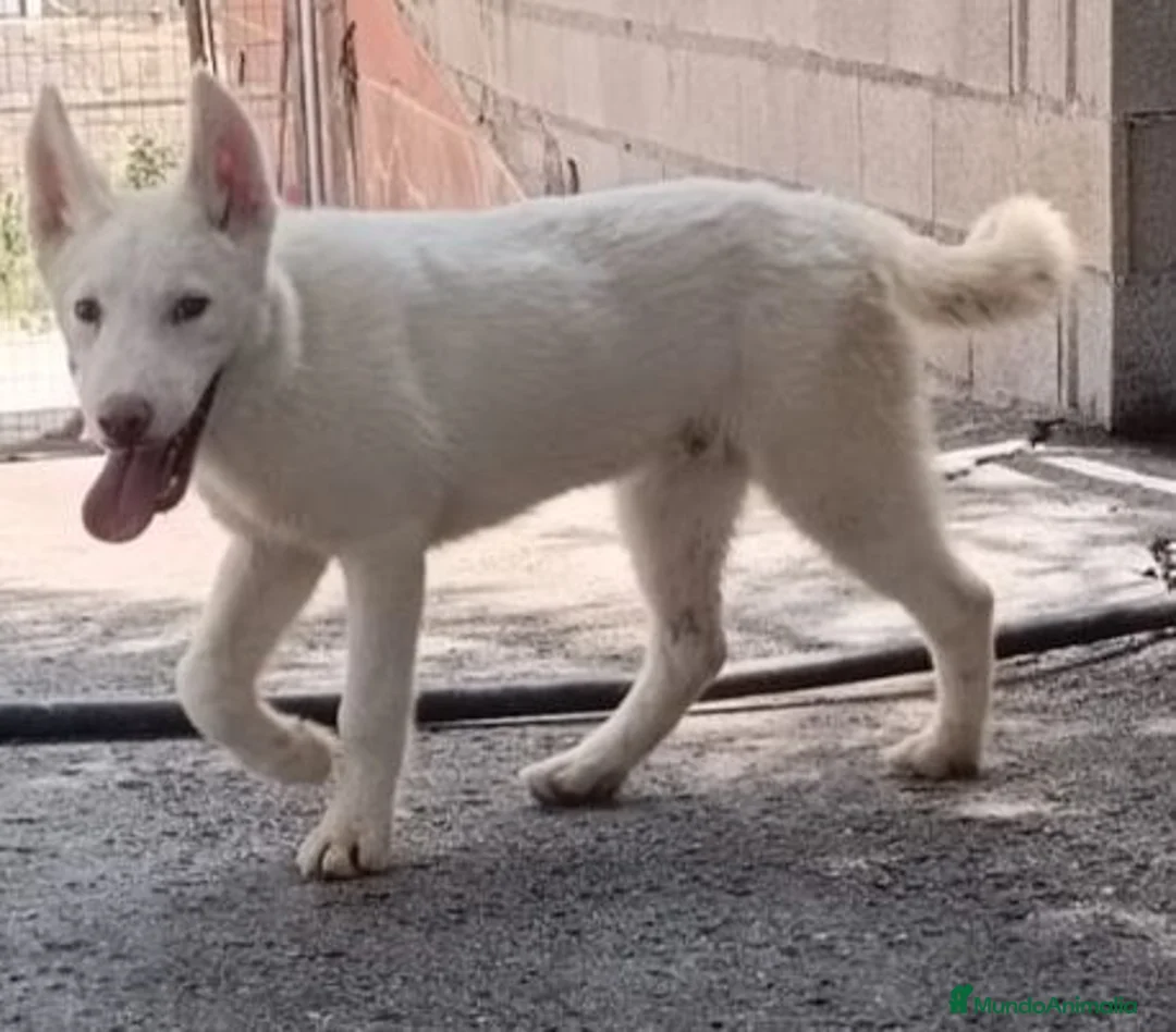 Husky Siberiano perros en venta: HUSKY BLANCOS - Anuncio 7