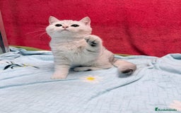 Británico de Pelo Corto gatos en venta: British Silver Shaded Negro - Anuncio 2