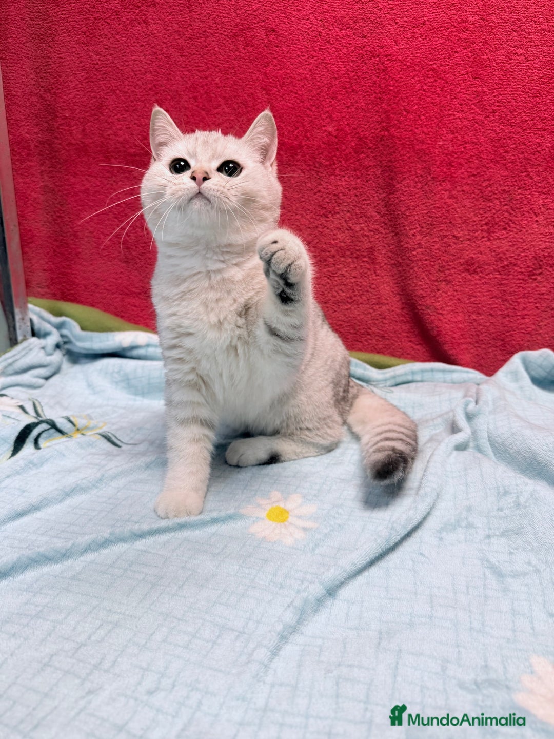 Británico de Pelo Corto gatos en venta: British Silver Shaded Negro - Anuncio 2