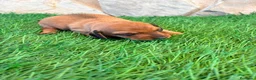 Teckel Miniatura perros en venta: Teckel miniatura rojizo - Anuncio 19
