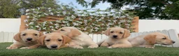 Labrador Retriever perros en venta: LABRADOR RETRIEVER - Anuncio 5