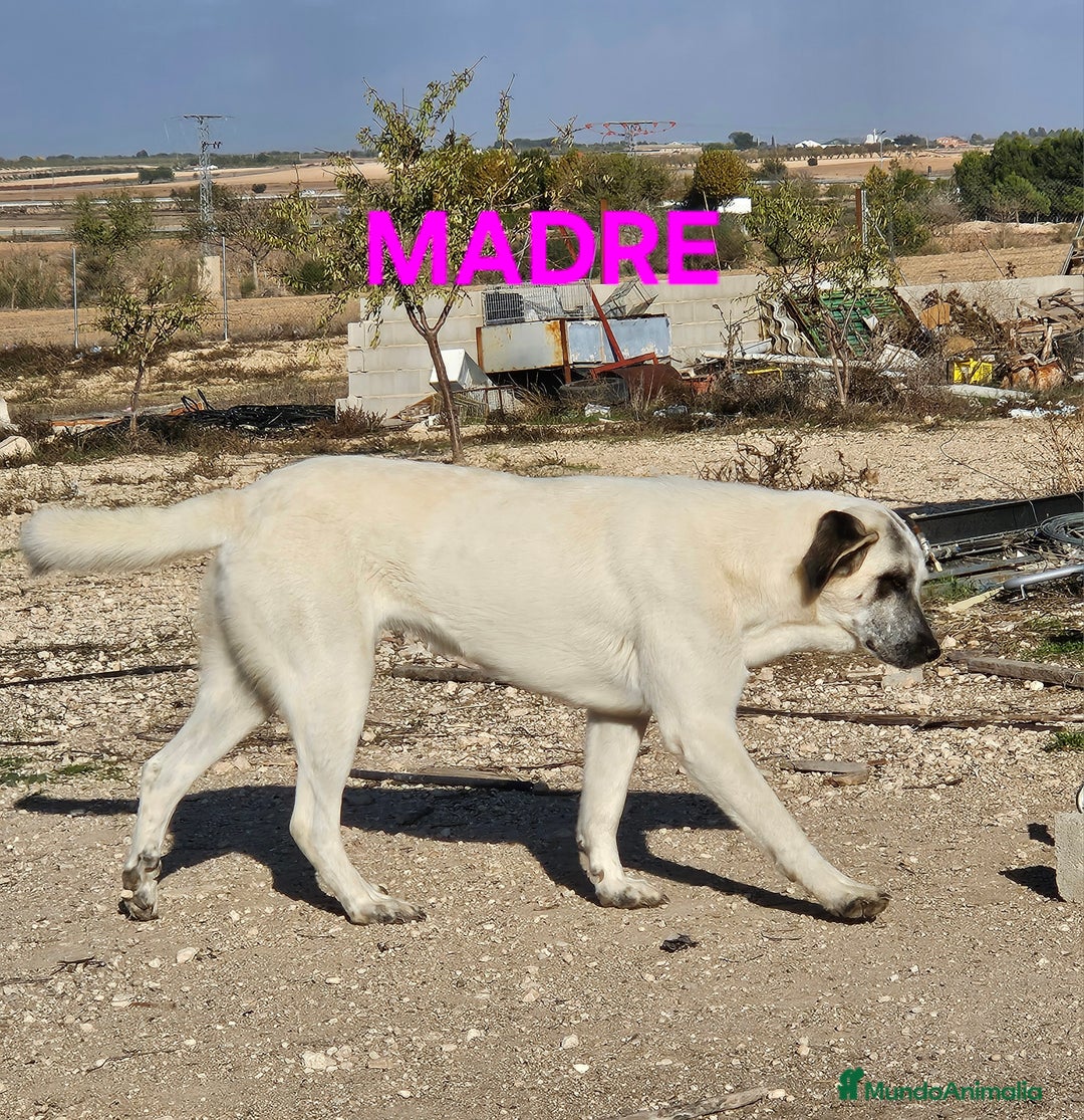 Mastín Español perros en venta: Camada de mastin español - Imagen 3